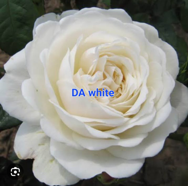 DA- White Rose