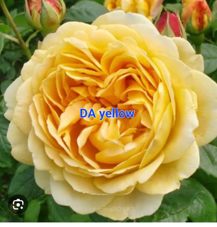 DA-Yellow Rose