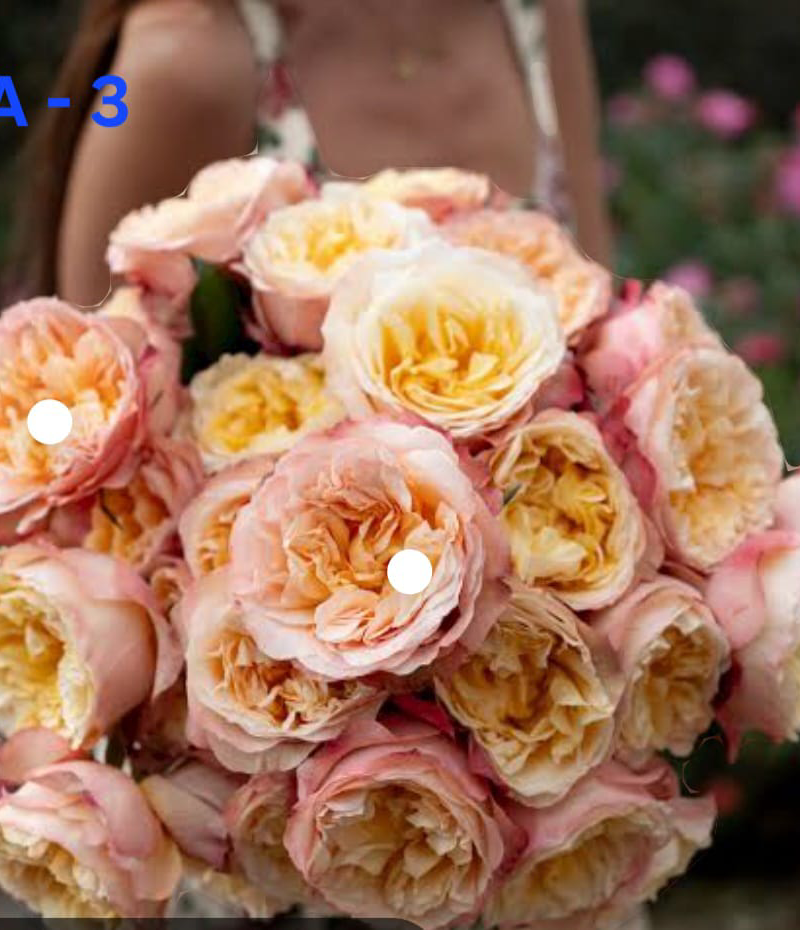DA-3 Rose