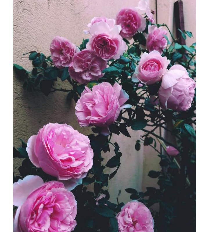 Frist Lady-Rose Plants