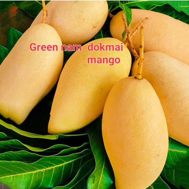 Green Nam Dokami Mango(18-24 Single Branch)
