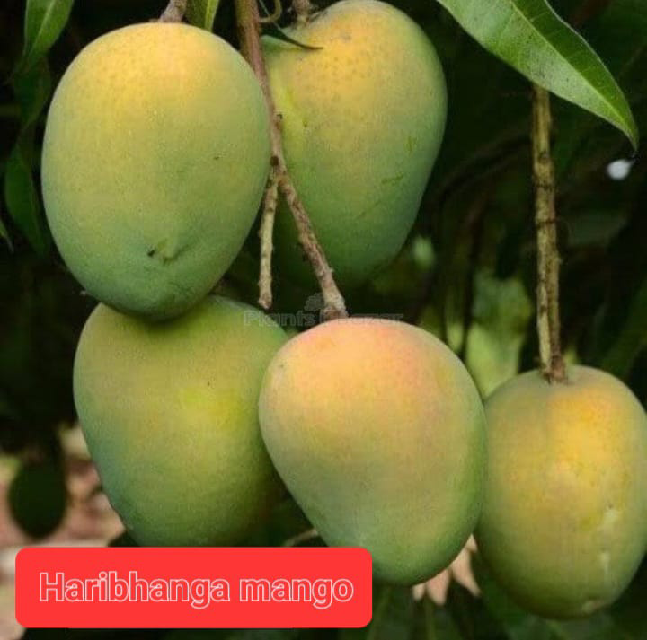Haribhanga Mango(18-24 Single Branch)