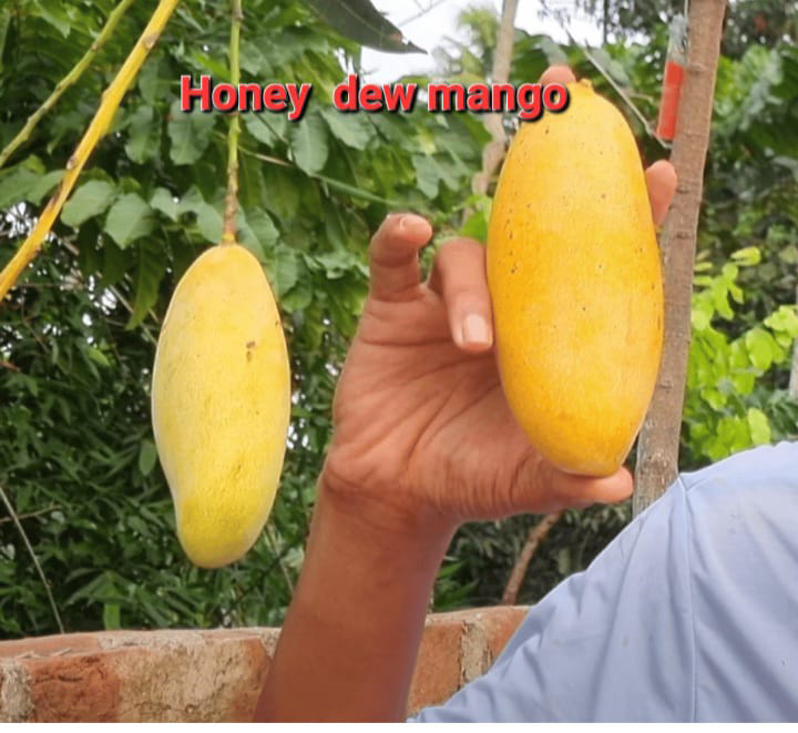 Honey Due Mango(18-24 Single Branch)