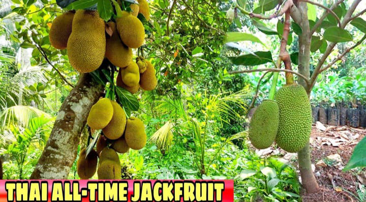 Thai All Time Jackfruit