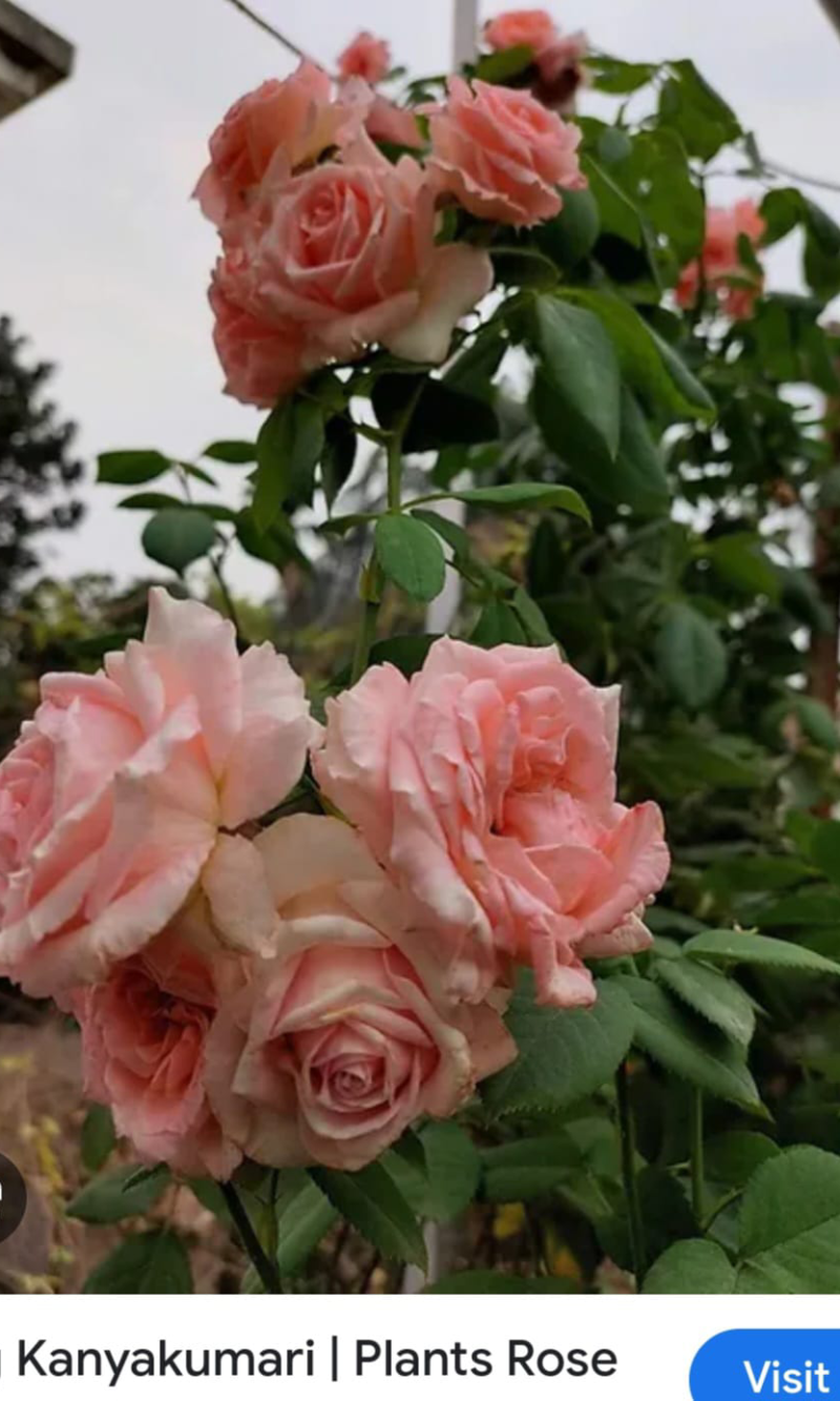 Kanyakumari-Plant Rose
