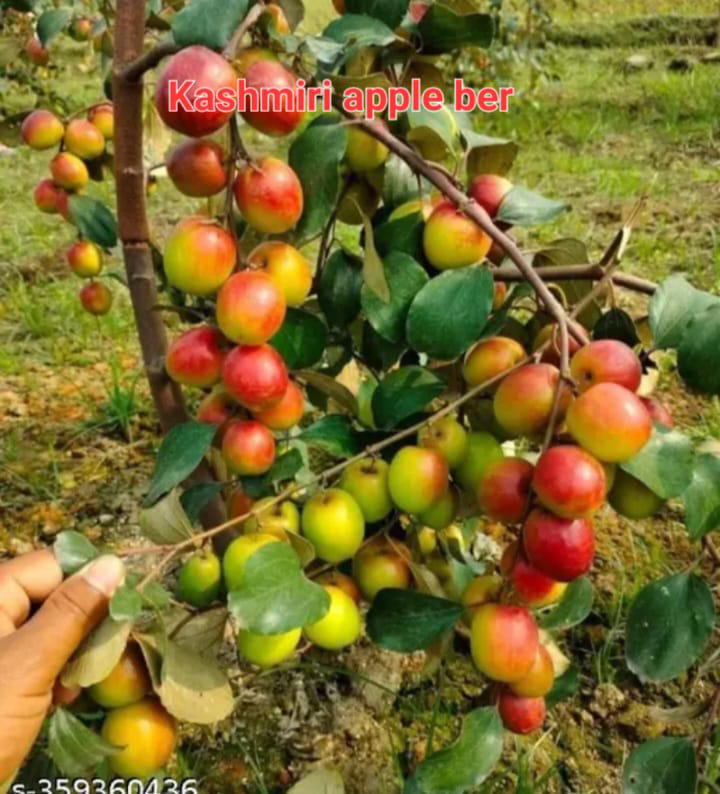 Kashmiri Apple