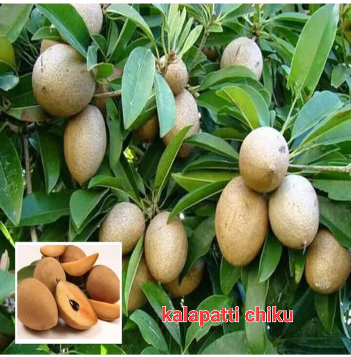 Kalapatti Chiku