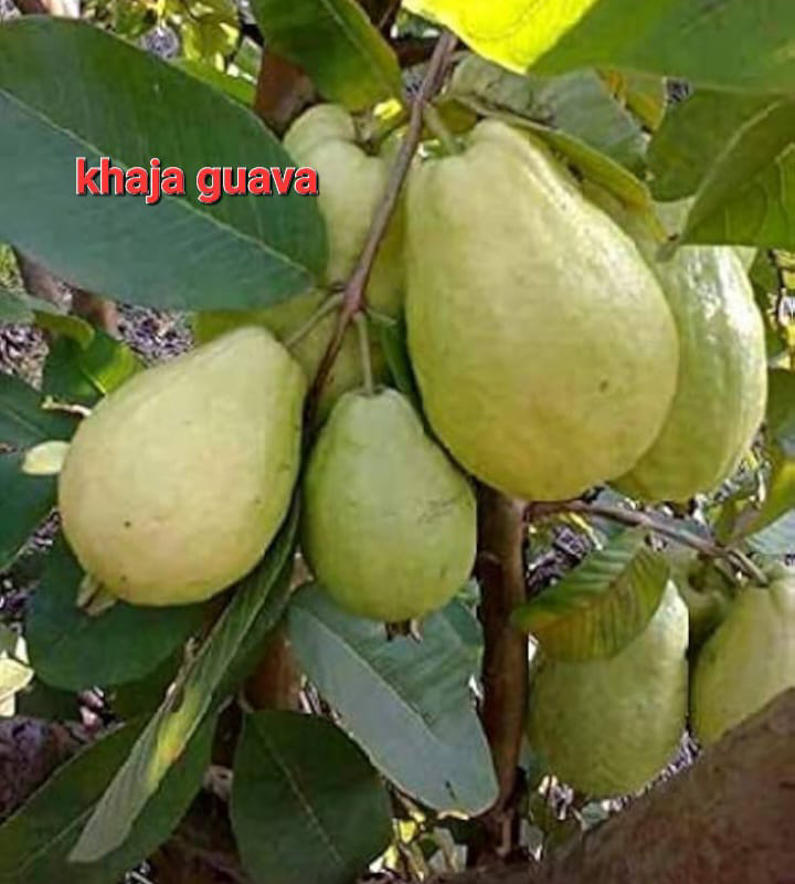Khaja Guava