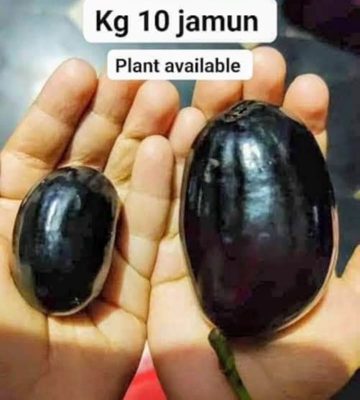 Kg 10-Jamun
