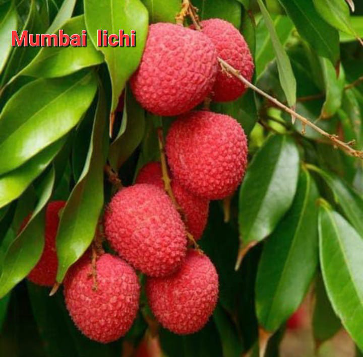 Mumbai Lichi