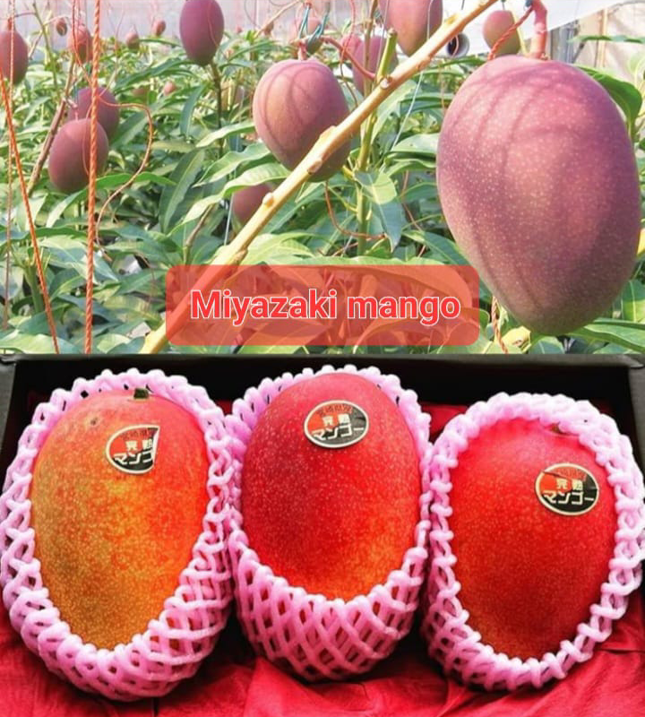 Miyazika Mango(18-24 Single Branch)