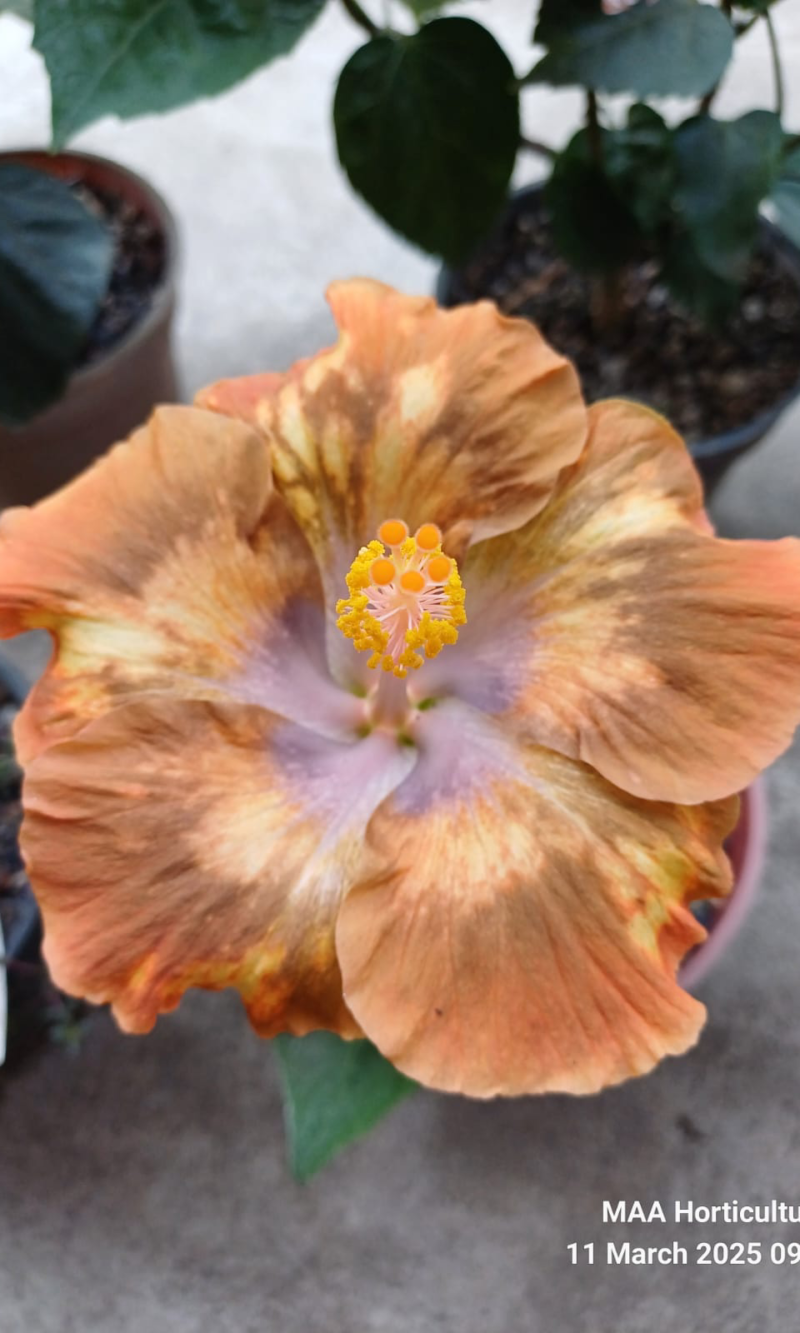 Moorea Melody Beethoven