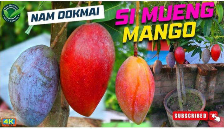 Nam Dokami Simuang Mango
