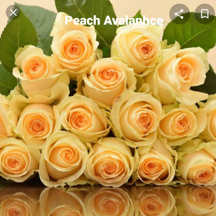 peach Avalanhce