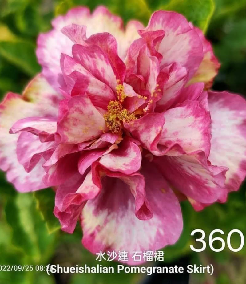 Shueishalian Pomegranate Skirt