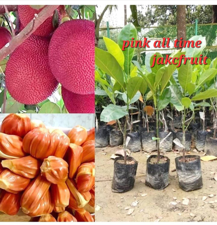 Pink All Time Jackfruit