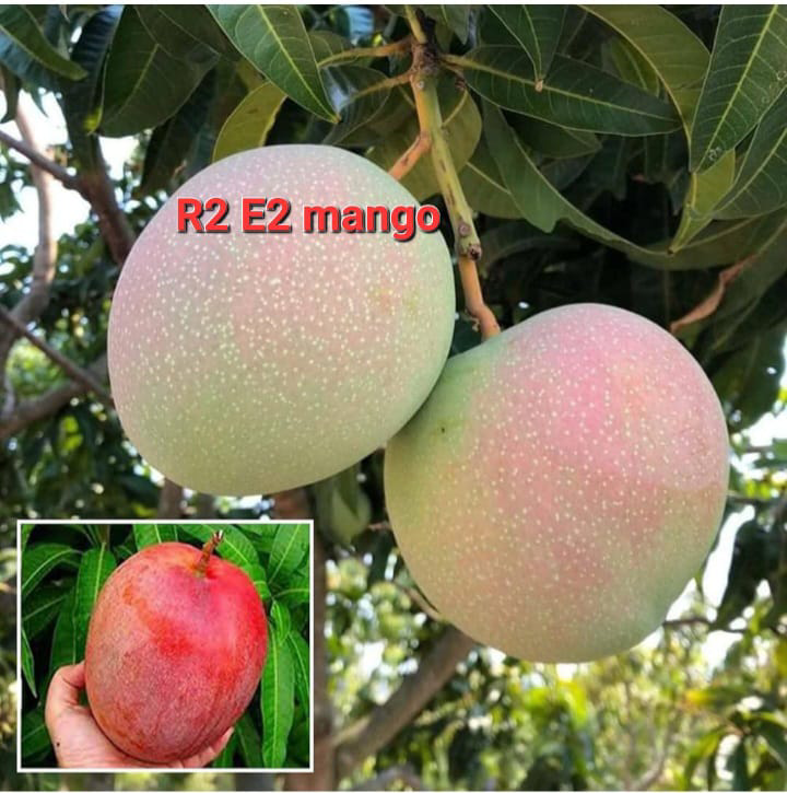 R2 E2 Mango(36-48 Main Branch)