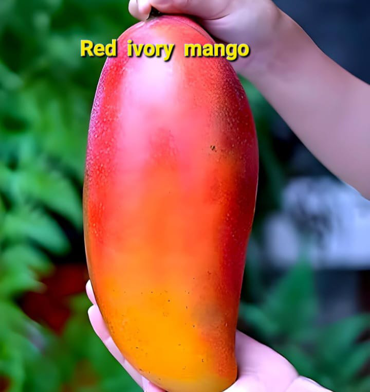 Redi Very Mango(18-24 Single Branch)