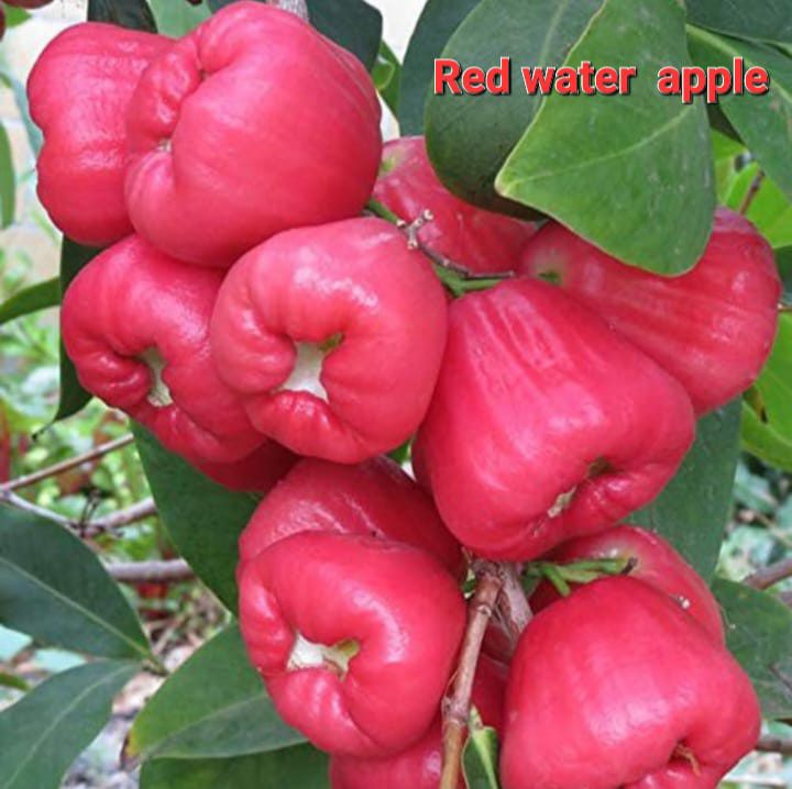 Red water Apple Jamrul
