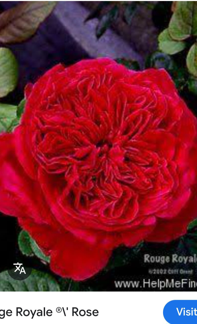 Rough Royale Rose