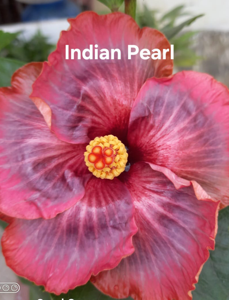 Indian Pearl