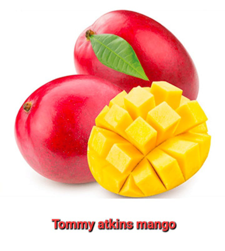 Tommy Akins Mango