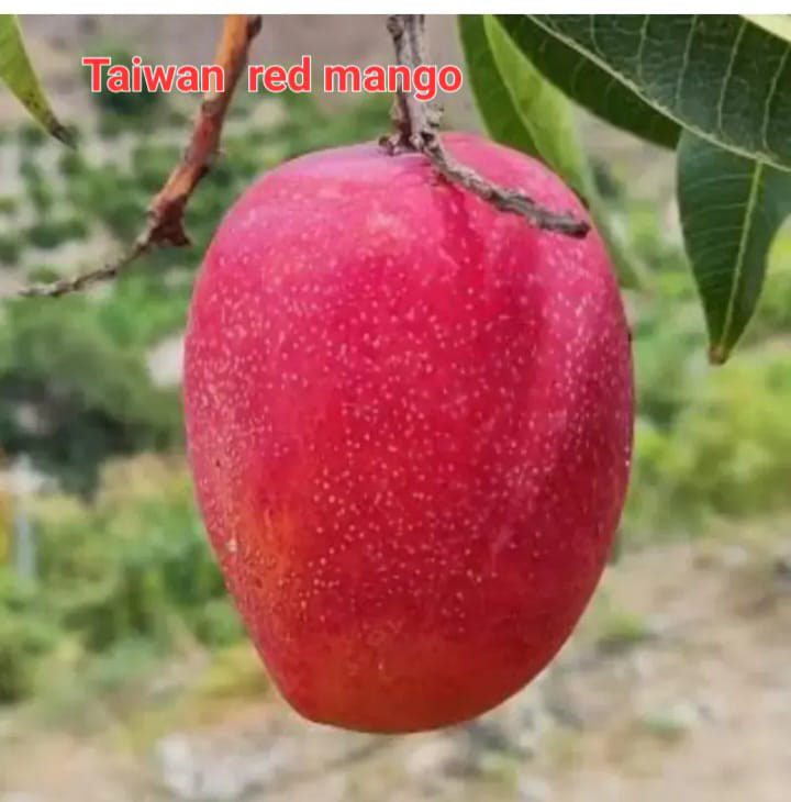 Taiwan Red Mango(36-48 Main Branch)
