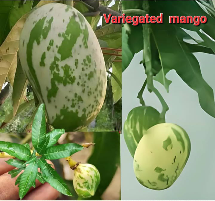 Variegated Mango(36-48 Main Branch)