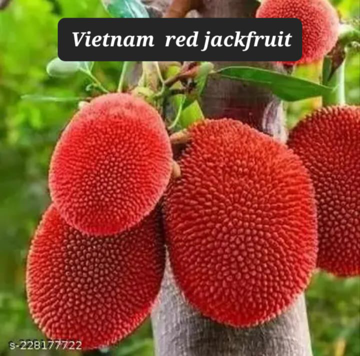 Vietnam Red Jackfruit