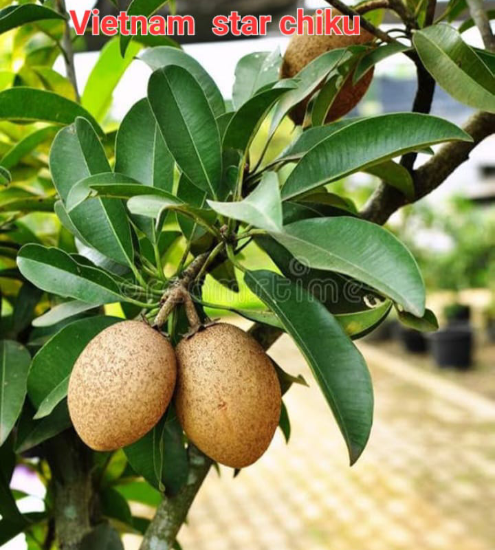 Vietnam Star fruit