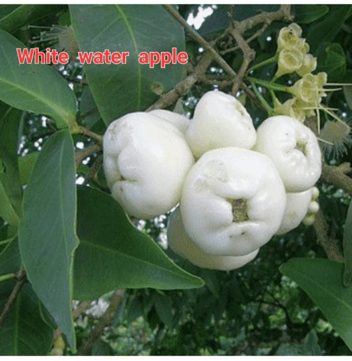 White Water Apple