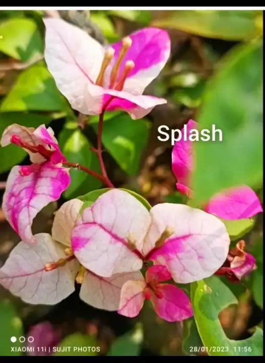 Splash