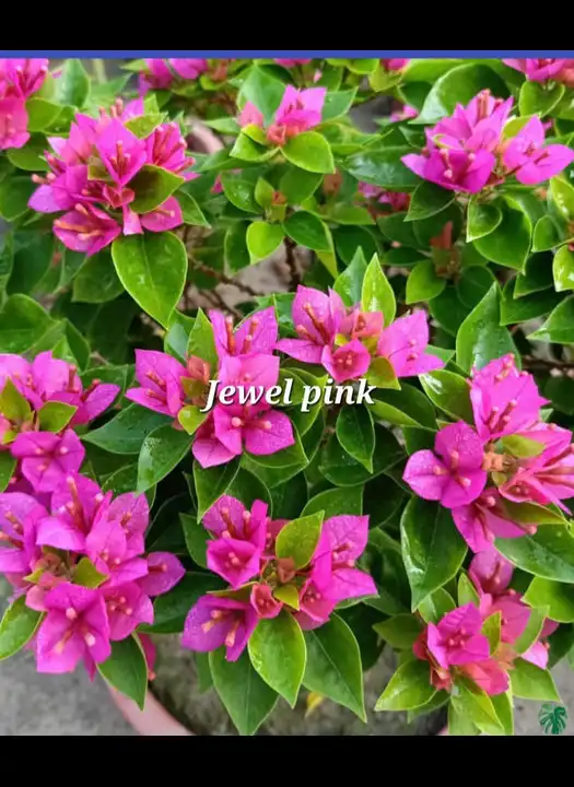 Jewel pink