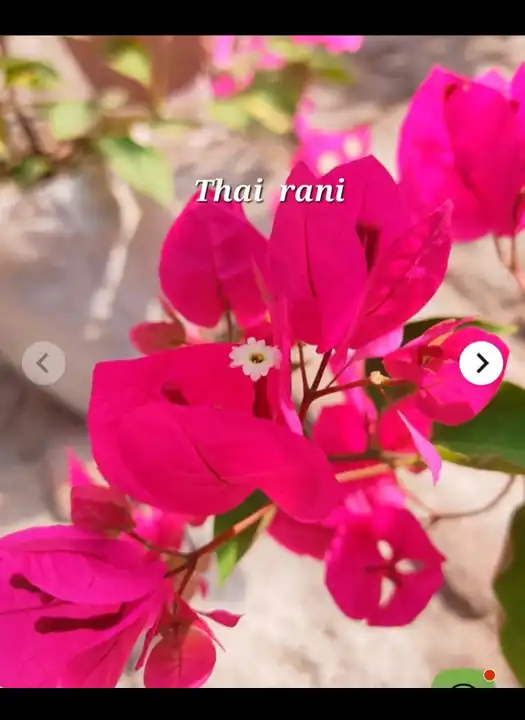 Thai rani