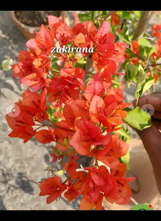 zakirana