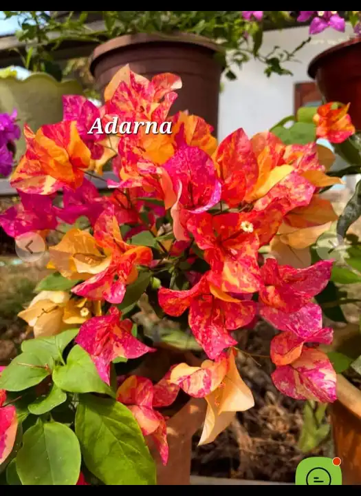 Adarna