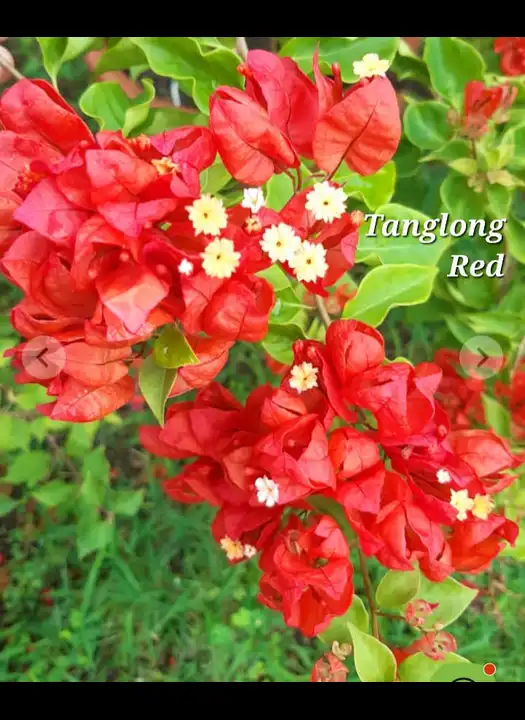 Tanglong Red