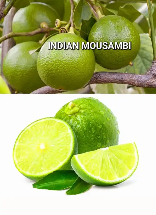 Indian Mousambi