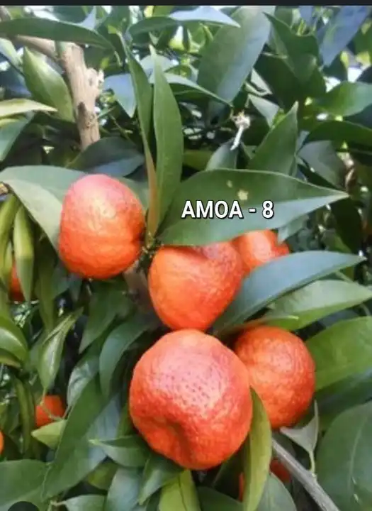 Amoa-8