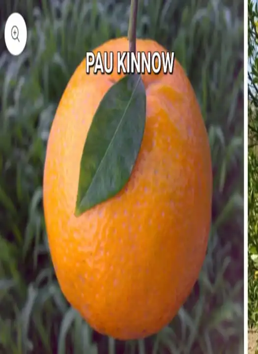 Pau Kinnow