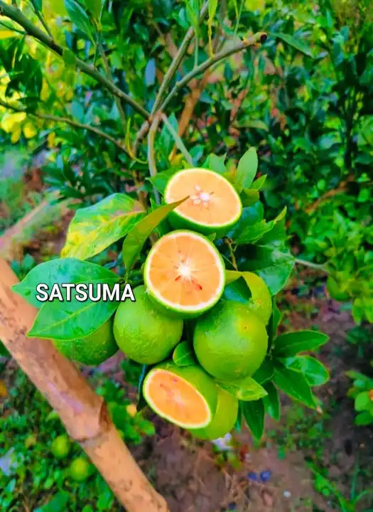Satsuma
