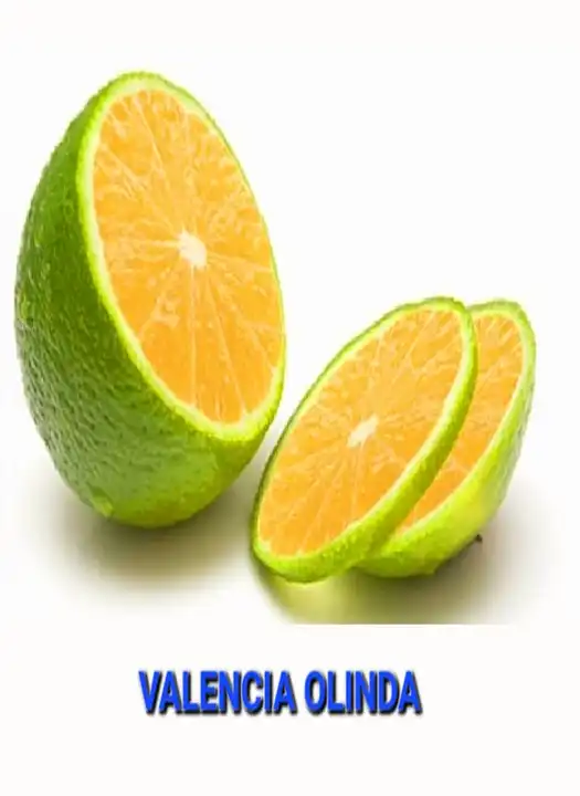 Valencia Olinda