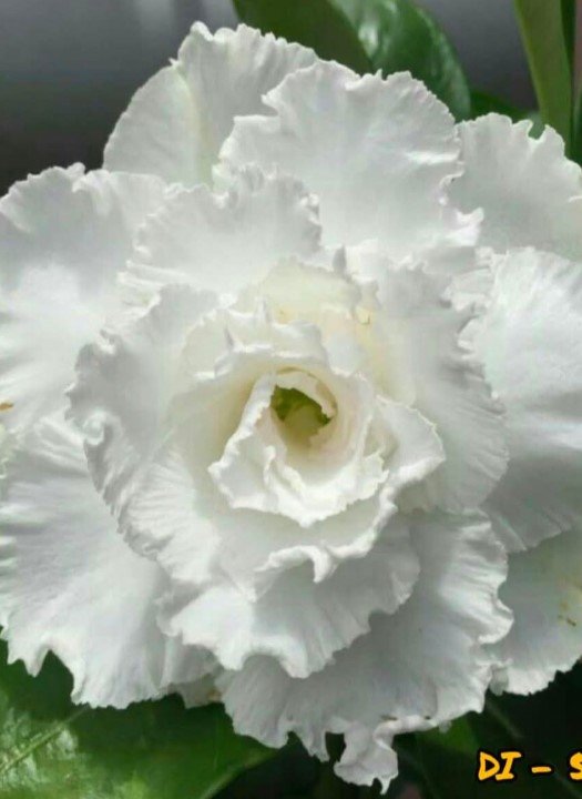 DI - 5 Adenium
