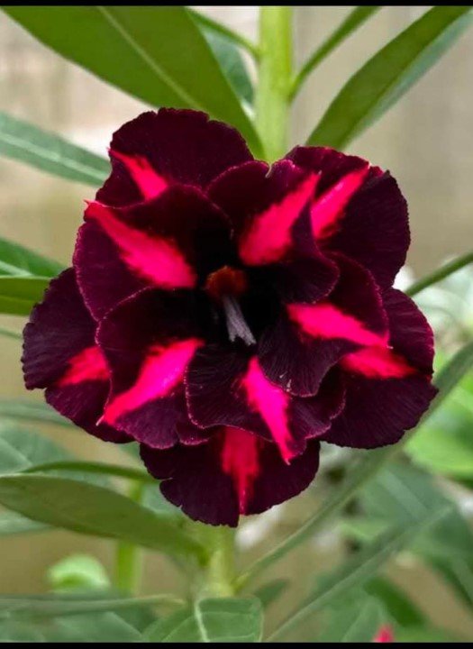 Adenium