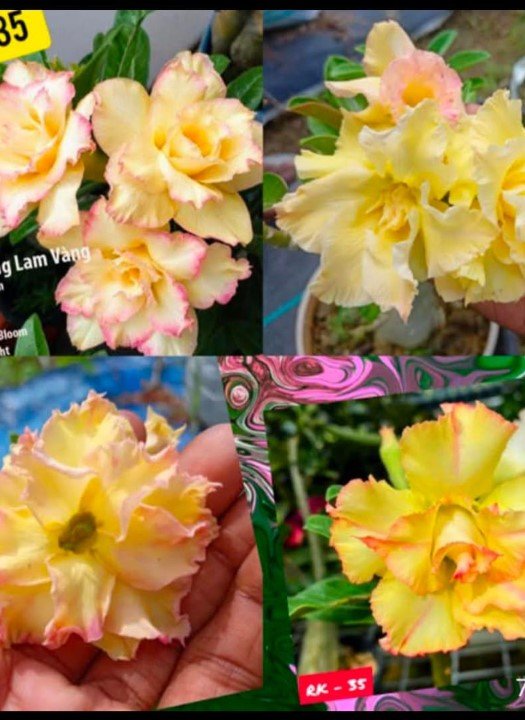Adenium RK-35
