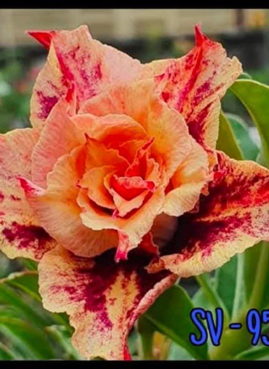 Adenium SV 950