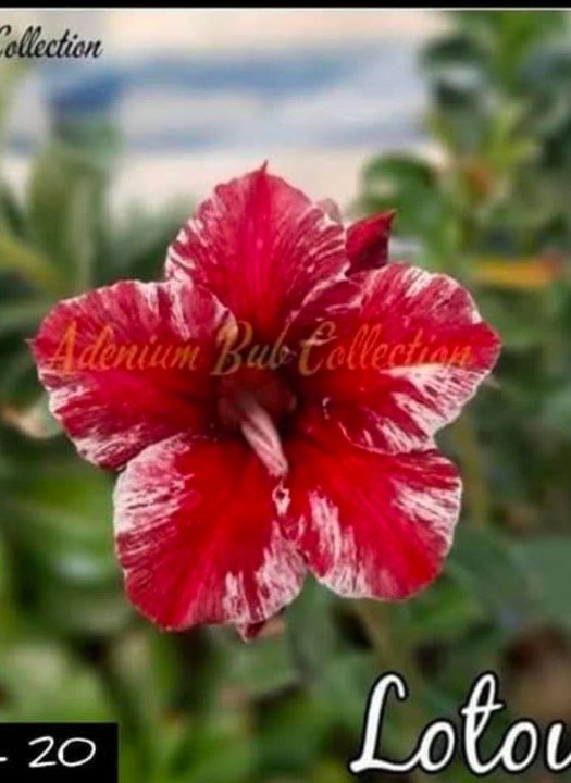 Adenium RK 20
