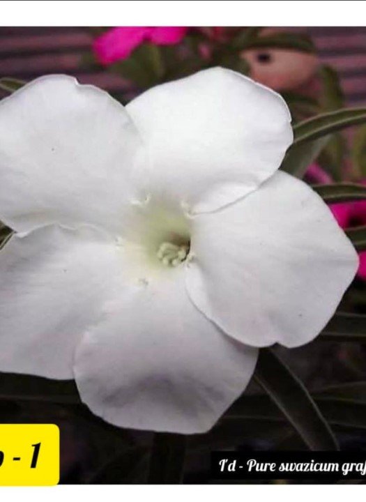 Adenium SP 1