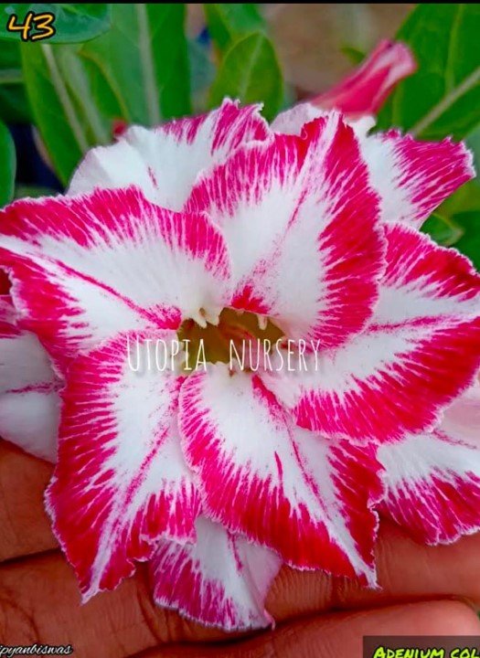 Adenium A-43
