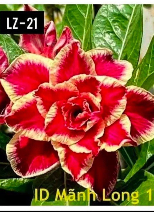 Adenium LZ-21